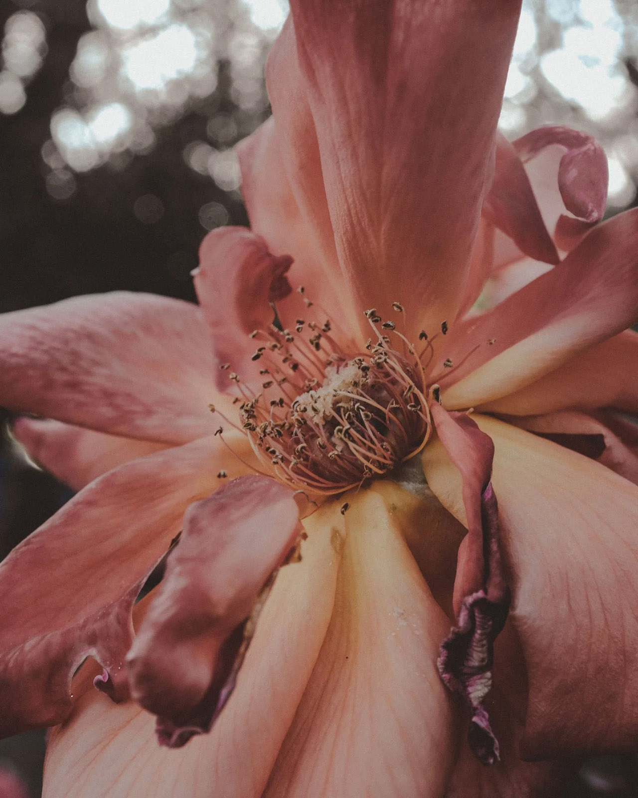 Close view of a pink rose with curled petals