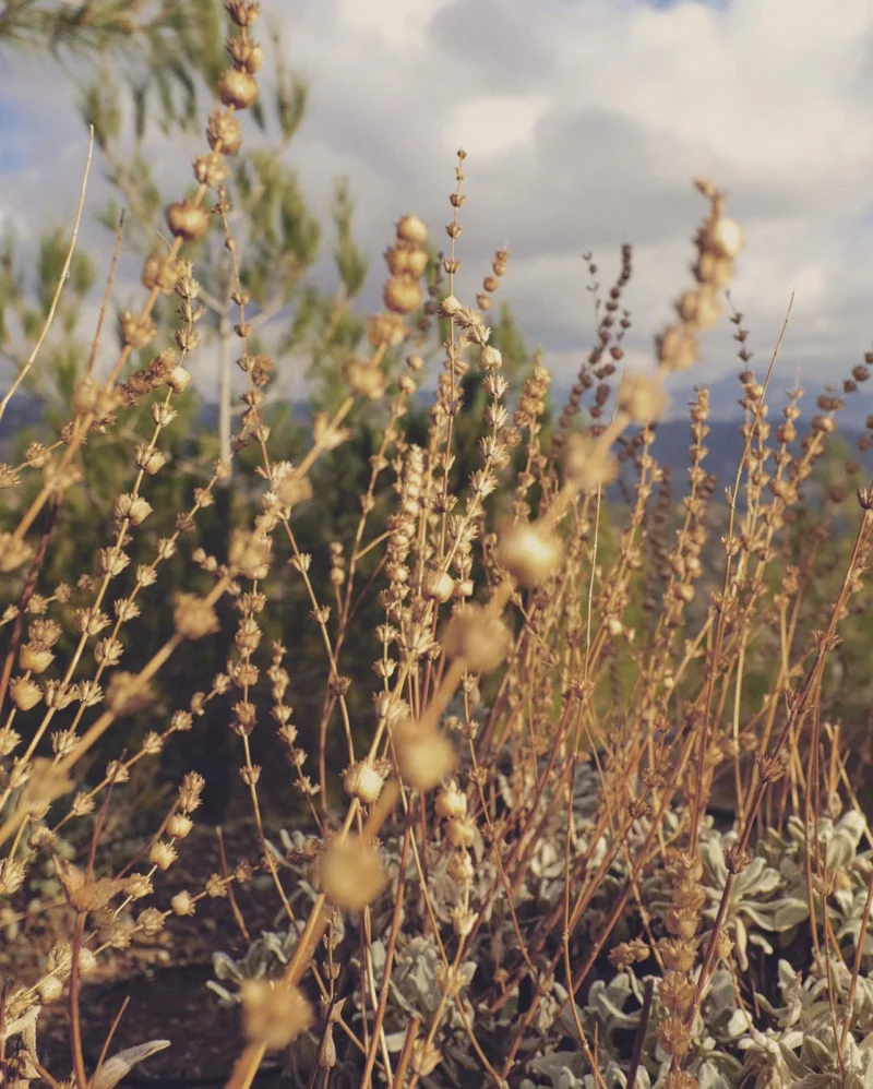 Dry seed stems in warm light beneath a cloudy sky