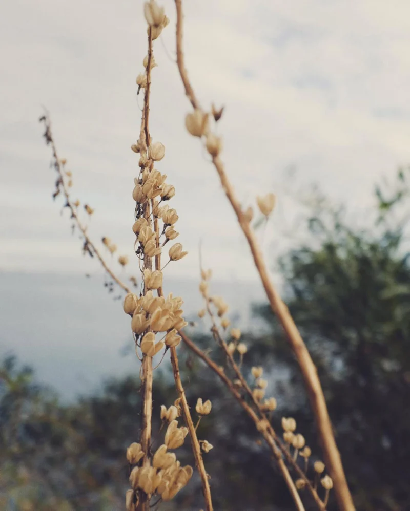 Pale dry seed pods on tall stems against a cloudy sky