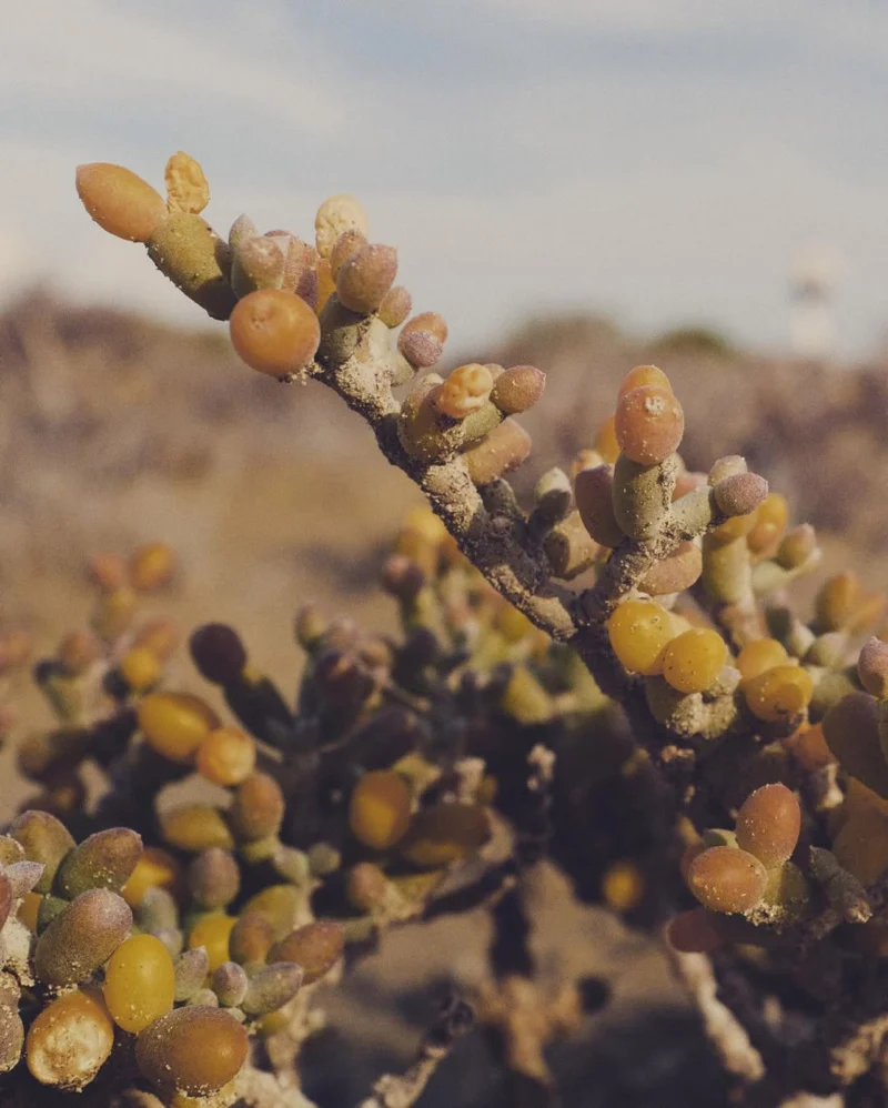 Close view of round yellow-green buds on a branching coastal plant