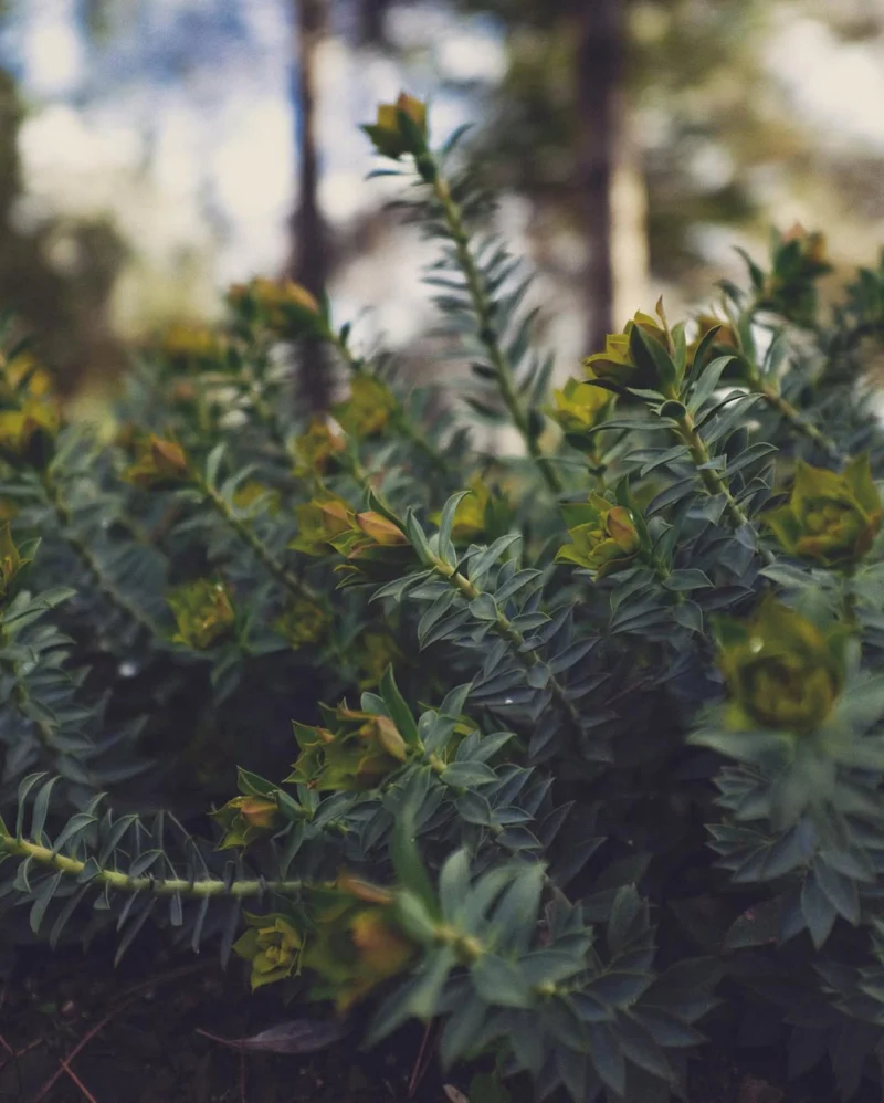 Dense green plant with clustered pointed leaves