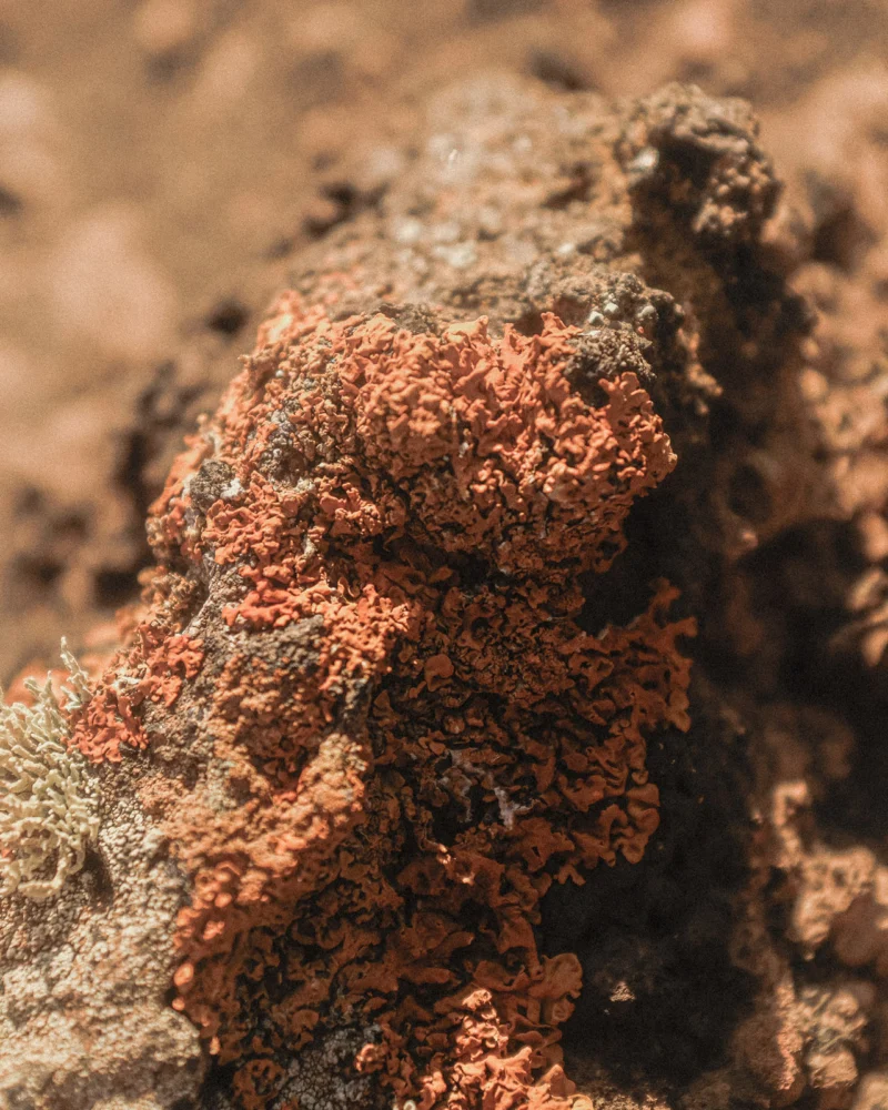 Orange lichen growing across the surface of a coastal rock.