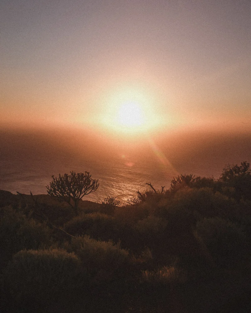 Sunset over the sea and coastal vegetation.