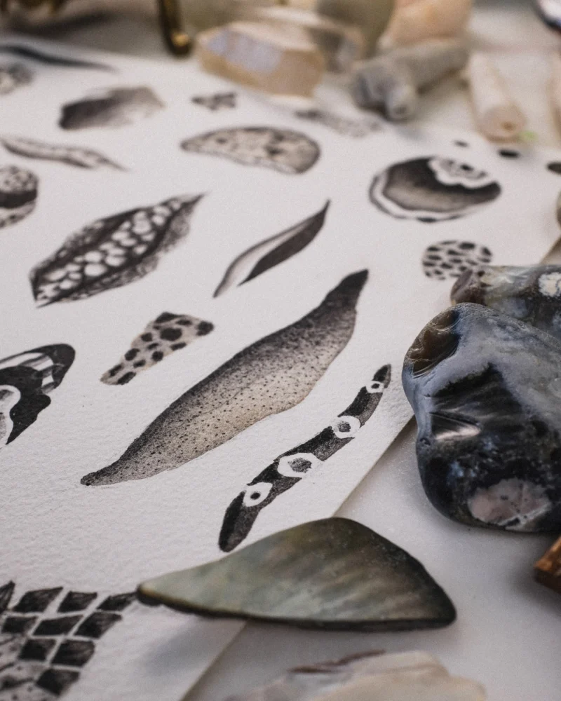 Black ink studies of shells, stones and seaweed arranged with collected coastal specimens.