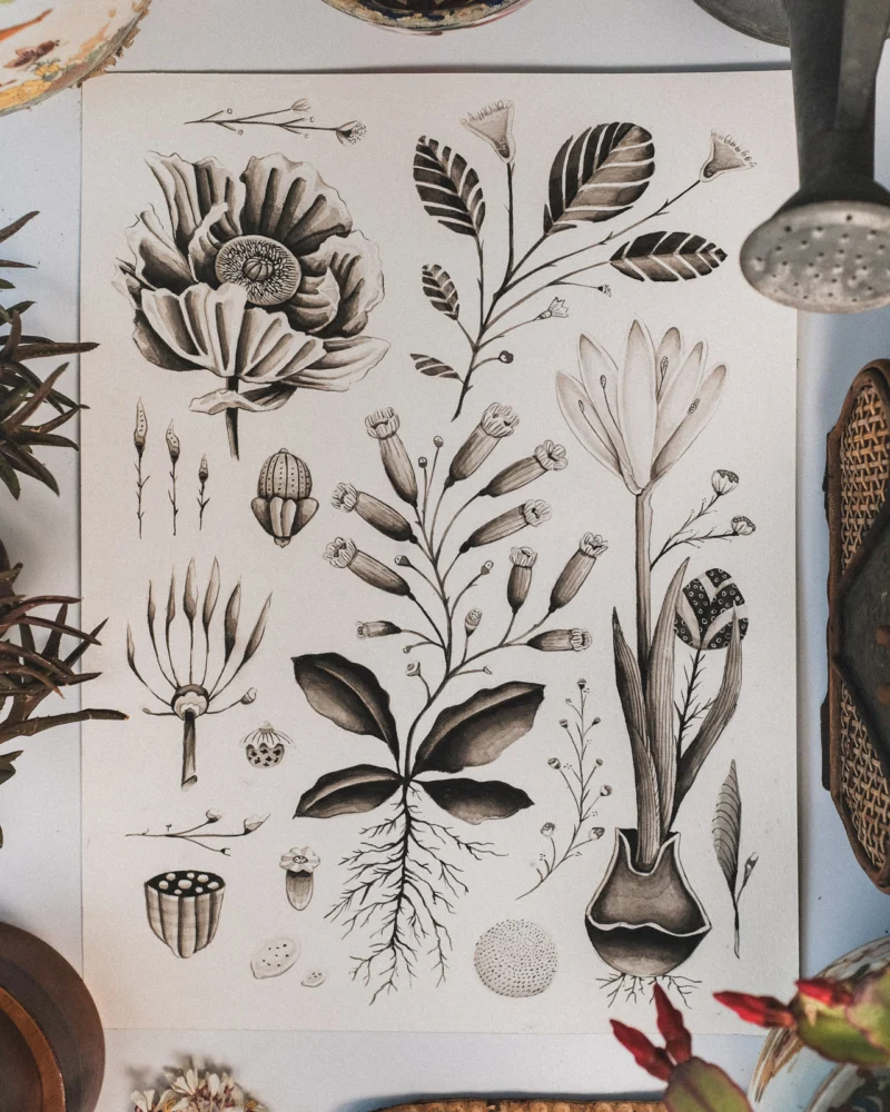 Monochrome botanical studies of flowers, seed heads, leaves and roots on paper
