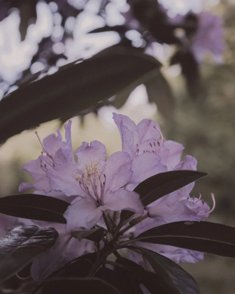 Close view of pale purple rhododendron flowers among dark leaves