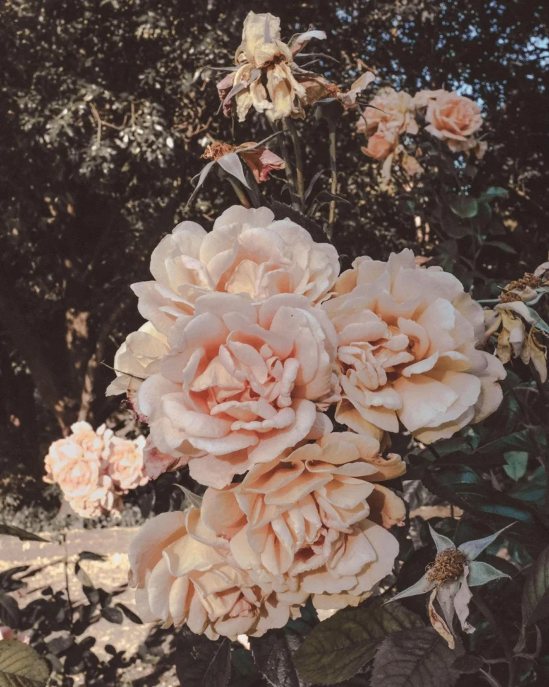 Cluster of pale peach roses with faded flowers and dark leaves