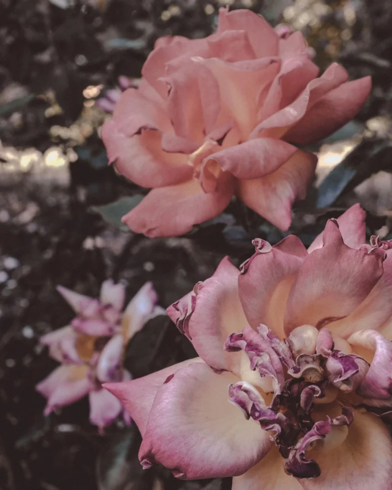 Pink and cream roses flowering against dark foliage