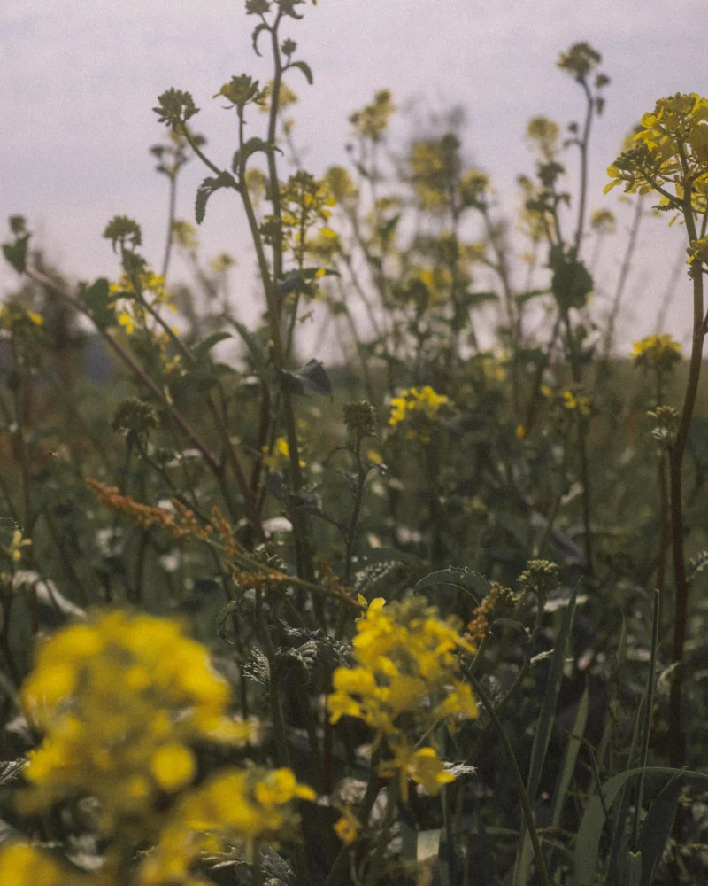 Tall yellow wildflowers backlit in a meadow.