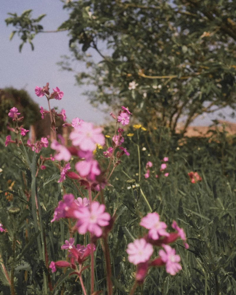Pink wildflowers growing in a meadow beside a tree.