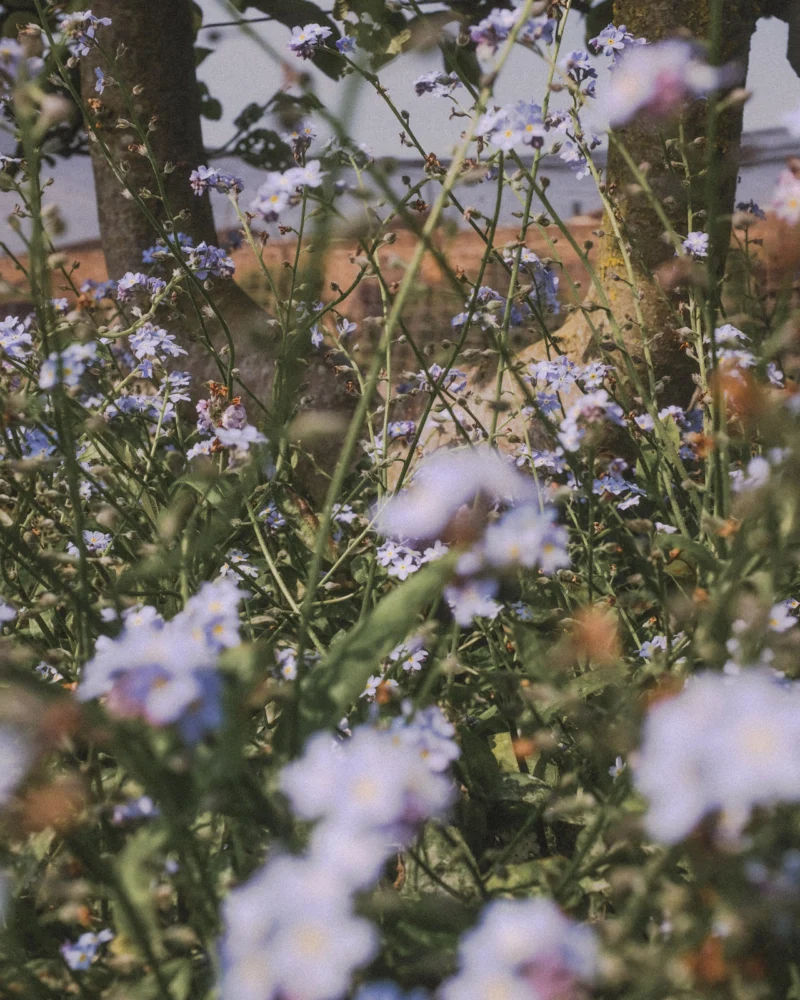 Pale blue flowers growing beneath tree trunks.