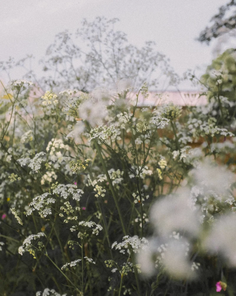 White umbellifer flowers growing in a garden.