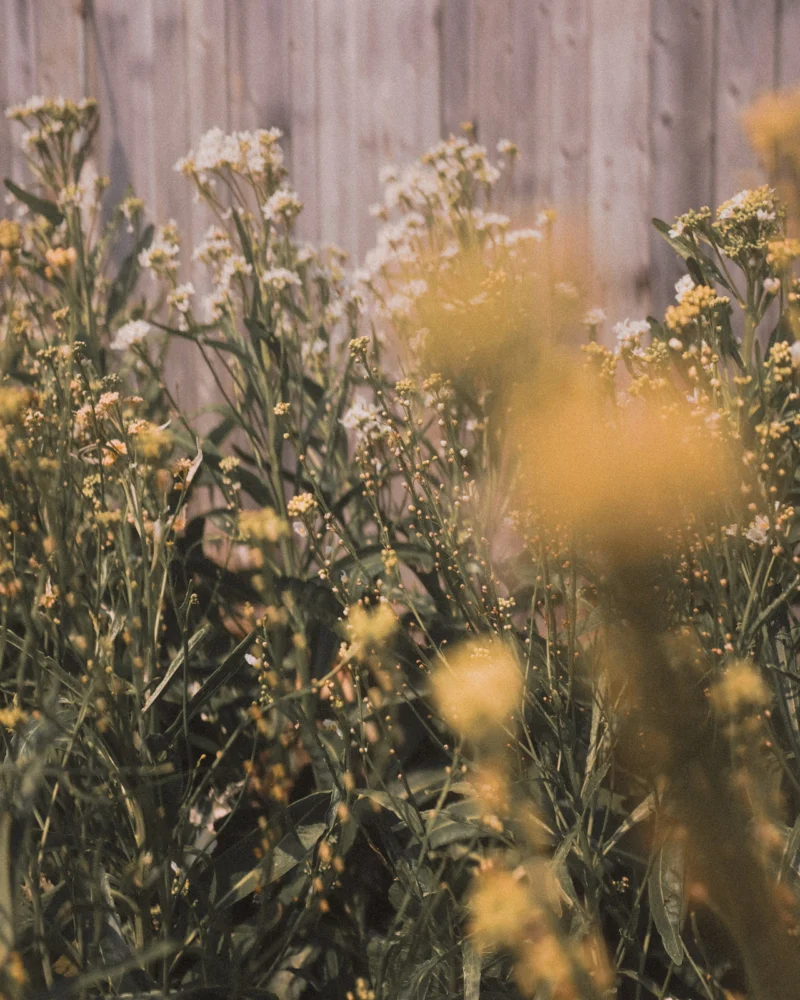 Small cream-coloured flowers growing beside a wooden fence.