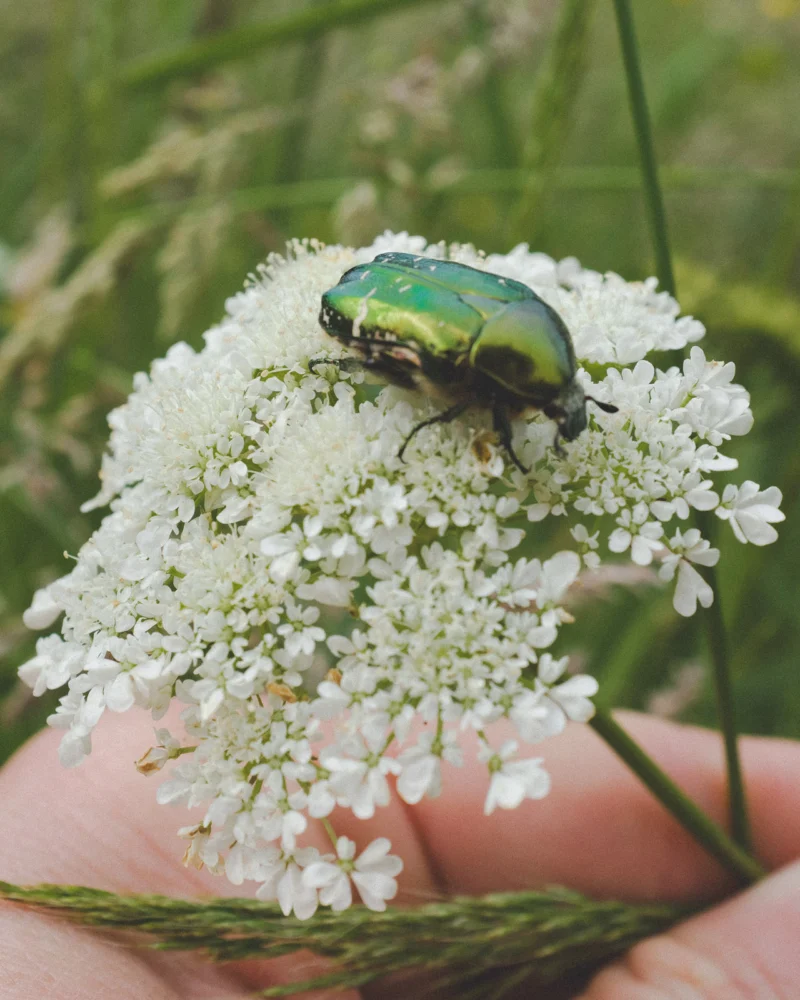 Metallic green beetle resting on a white flower cluster held in a hand