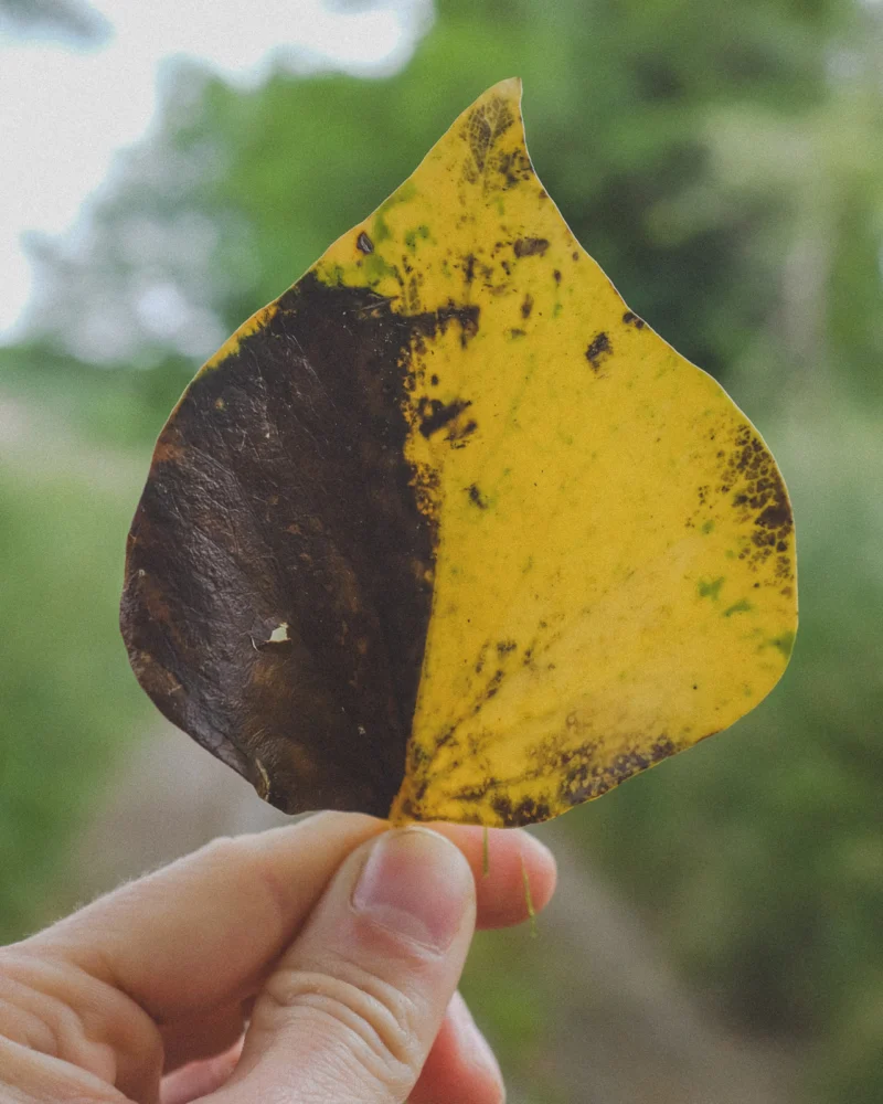 Hand holding a yellow and dark brown leaf against a blurred green background