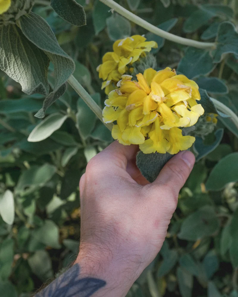 Hand holding a cluster of yellow flowers among grey-green leaves